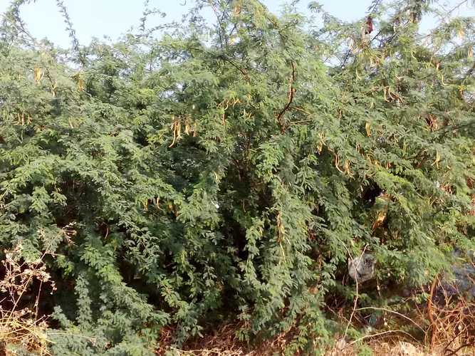 The Seemai Karuvelam Tree